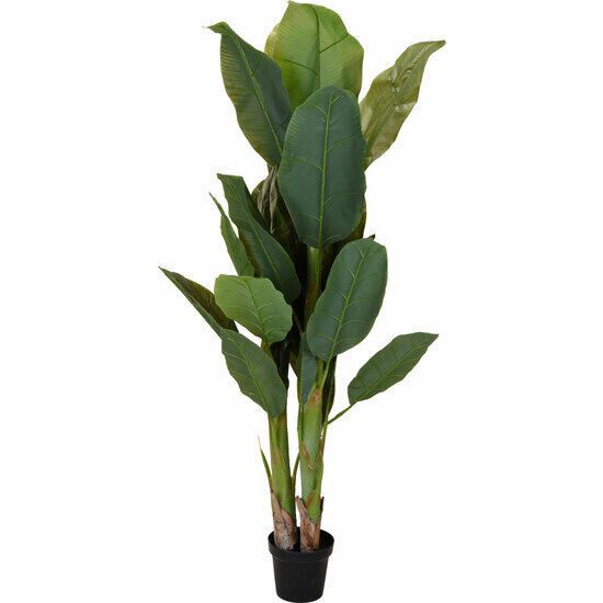 Maceta con planta de 165 cm.