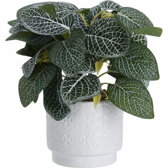 Plant in ceramic pot. size pot 11x11x10cm. height in total including plant: 28cm. weight 3